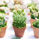 15% off Succulents | Amazon